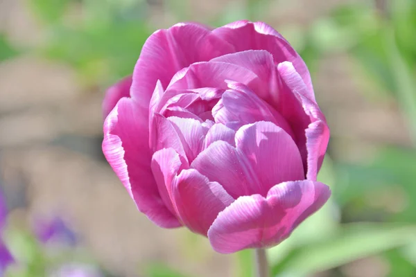 Gros plan d'une tulipe rose sur fond vert par une journée ensoleillée du printemps — Photo