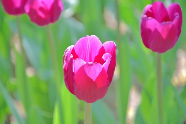 Gros plan de tulipes jaunes et rouges sur fond vert par une journée ensoleillée du printemps — Photo