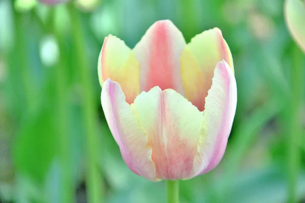 Gros plan d'une tulipe rose clair sur fond vert clair par une journée ensoleillée du printemps — Photo