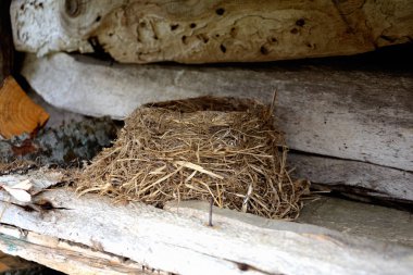 bir ahırda bir günlük üzerinde küçük kuş yuvası