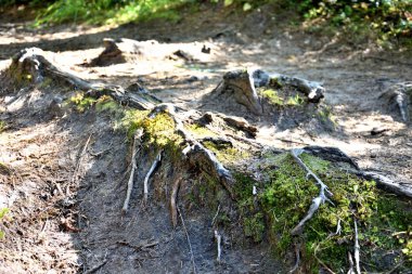 çam ve karaçam ağaçlarıdağ kaya şekli kabartma ve tex kökleri