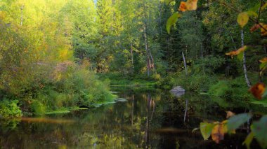 nehir karanlık ormanda karanlık ormanda viraj gölgeli yavaş ve güneşli bir aut sessiz