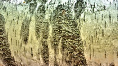 huş ağacı kabuğu closeup büyük ağaç gövdesi