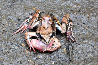 aututmn çamur kahverengi kurbağa