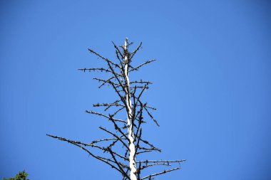 parlak mavi gökyüzü arka plan karşı ölü karaçam ağacı