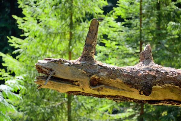 Tronc d'arbre mort en forme de dragon animal art populaire naturel — Photo