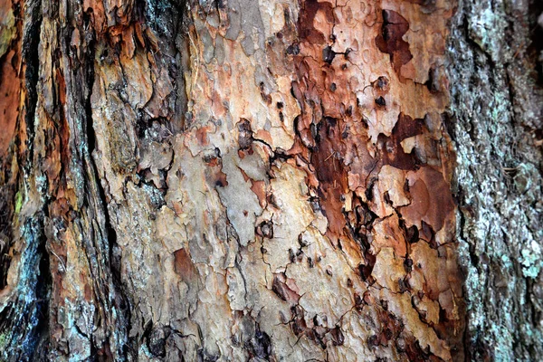 Mélèze coloré écorce de pin gros plan à la lumière du soleil — Photo