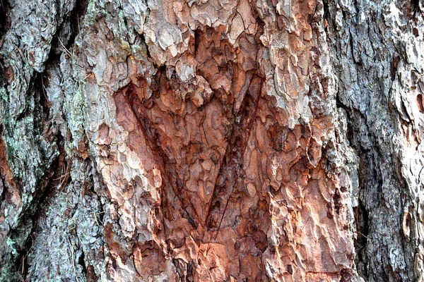 Kleurrijke lariks Pine Bark close-up in zonlicht — Stockfoto