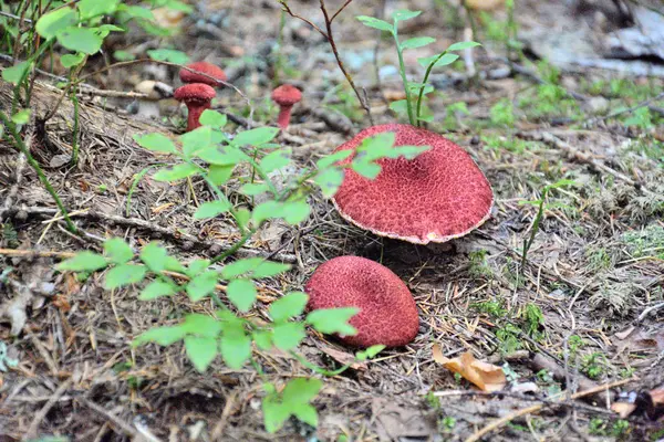 Champignons d'automne brun rouge en gros plan dans la forêt de conifères — Photo