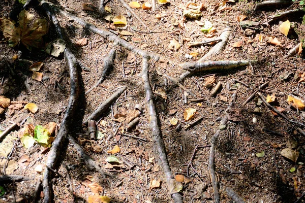 Racines de pins et de mélèzes relief en forme de roche de montagne et tex — Photo