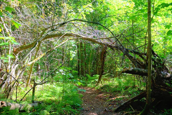 Bäume beugen sich über einen Waldweg wie ein bogengrüner Hintergrund. — Stockfoto