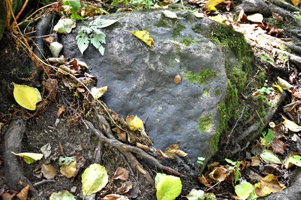 Zbliżenie korzeni brzozy i ciemnoszary kamień pokryte upadłych wy — Zdjęcie stockowe