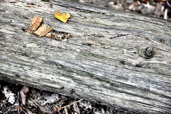 Vieille texture grise en rondins vieux bois vieilli sous le soleil et altéré b — Photo