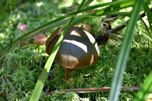 Boletus gorra marrón en hierba verde y musgo en shagg bosque de otoño —  Fotos de Stock