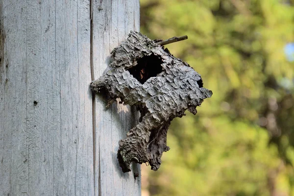 Morceau d'écorce accroché à un arbre mort ressemble à une tête de mouton bélier — Photo