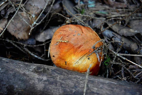 Petit jeune bouleau orange bolete gros plan — Photo