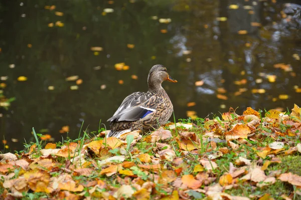 Pato em caído amarelo e vermelho outono folhas de bordo — Fotografia de Stock