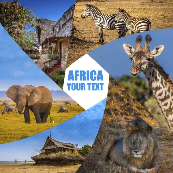 Travel to Africa. Animals of Africa. Poster from different animals. National parks of Kenya. Safari in the wild. Photo safari.