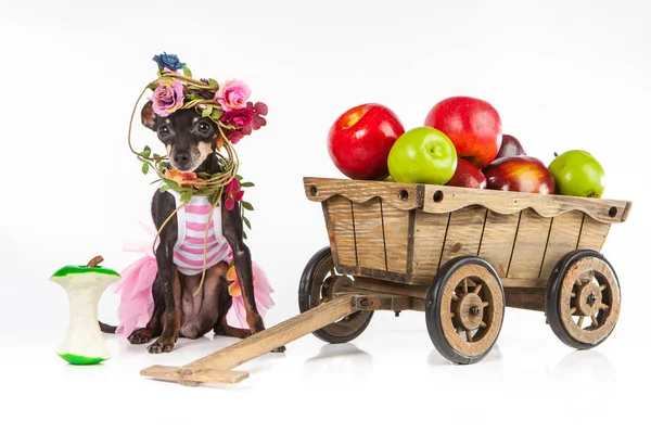 A dog in flowers. A dog from the farm. A dog in clothes.