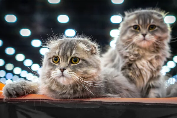 Two cats. Cats with big mustaches. Fluffy cats.