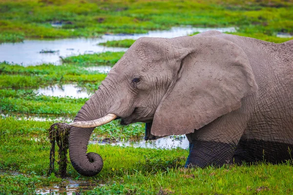 The elephant swims in the swamp. Africa. Kenya. Journey through Africa. African elephant is eating grass. Animals in Kenya. Safari in the national park. An elephant at Mount Kilimanjaro.