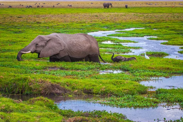 Elephant with an elephant. Africa. Kenya. Journey through Africa. African elephant goes through the swamp. Animals in Kenya. Safari in the national park. An elephant at Mount Kilimanjaro.