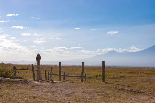 The monkey sits on a pole. Africa. Kenya. Journey through Africa. Animals in Kenya.