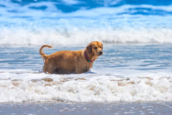 Dog on the background of the ocean. A dog stands in the waves. The tide. Ginger dog.