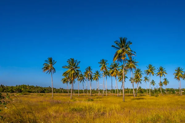 Kenya. Africa. Palm trees grow in the field. Palm trees against the blue sky. The nature of Kenya. African trees.