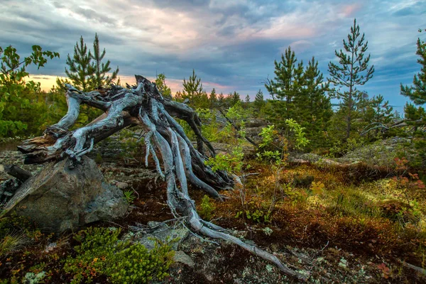 Panorama of Karelia. Russia. The Republic of Karelia. A panorama of the nature of Russia. Ladoga lake. Rocky shore. Wild nature of Karelia. — Stock Image Panorama Karelia Russia Republic Karelia Panorama Nature Russia Ladoga Lake Royalty Free Stock Photos
