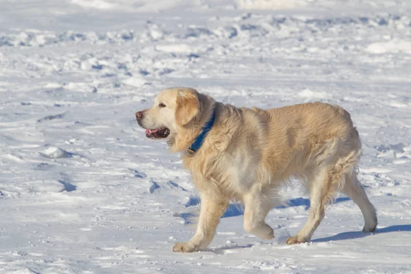 The dog runs through the snow. A big dog in the snow.