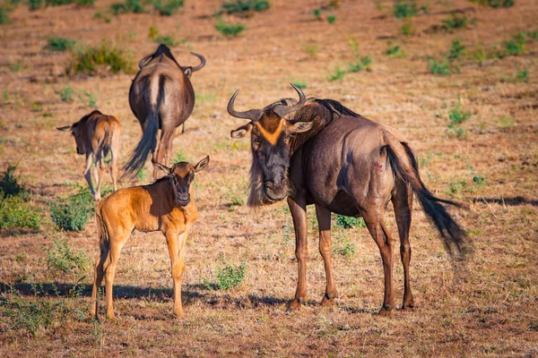 Antelope Gnu. Kenya. Africa. A herd of wildebeest. Antelope Gnu looks at the camera. Hatchling antelopes. Preserve in Kenya. Animals of Africa.