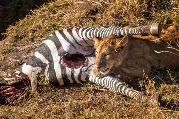 The lion is on the hunt. Kenya. Lions of Africa. The lion hunts a zebra. Zebra. Savannah of Kenya.