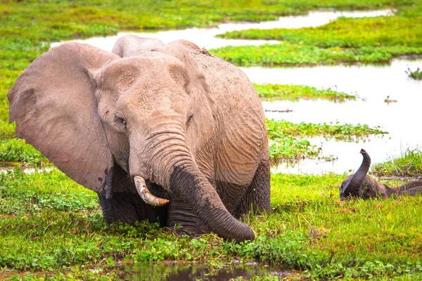 Elephant with an elephant. African elephants. Family of elephants. Kenya.Africa. National park in Kenya. African animals.