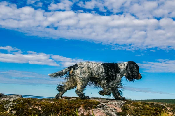 English Spaniel. Wet dog. Hunting dog. Spaniel after bathing. Dog on the background of clouds.