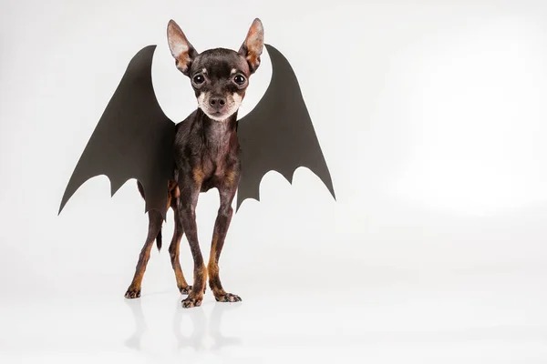 Wings of a bat. The dog is a vampire. A holiday with vampires. Animal in a suit. Black wings.