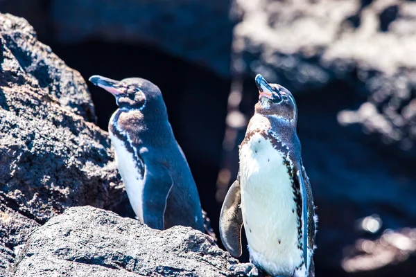 Galapagos islands. Ecuador. Galapagos penguins stand on the rock
