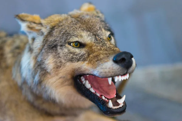 The wolf grins his teeth. The mouth of a wolf. Stuffed wolf. Taxidermy. Making a stuffed animal.