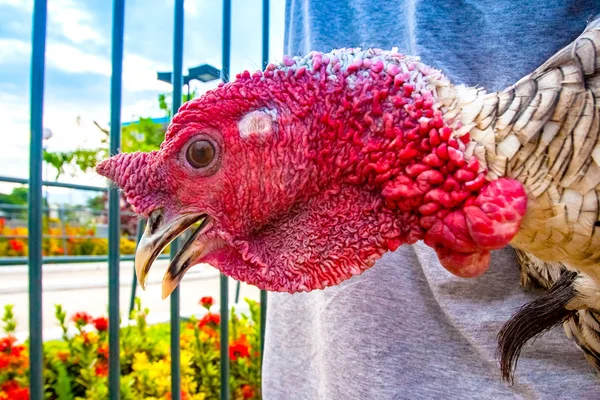 Ecuador. А turkey bird portrait. Poultry Ecuador. Breeding turk