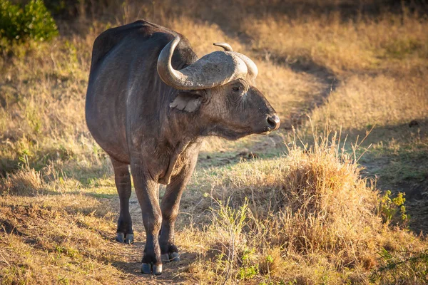 African buffalo. Safari in Kenya. Journey through Africa. Animal