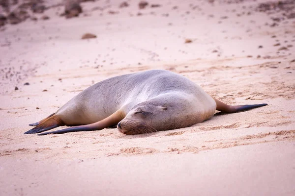 Galapagos Islands. Ecuador. Fur seal. White sand beach. Fur seal sleeping on the beach. Animals in the Galapagos Islands.