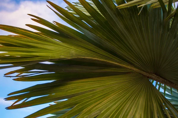 A palm leaf. Wide leaf of a palm tree.