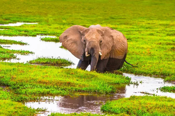 An elephant in the swamp. African elephant. Kenya. Africa.