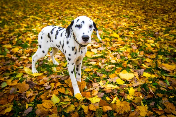 The Dalmatian dog. Dog on the background of autumn foliage.