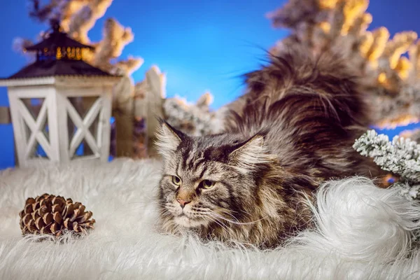 Cat in the winter. The cat walks through the snow. Brown cat. Maine Coon