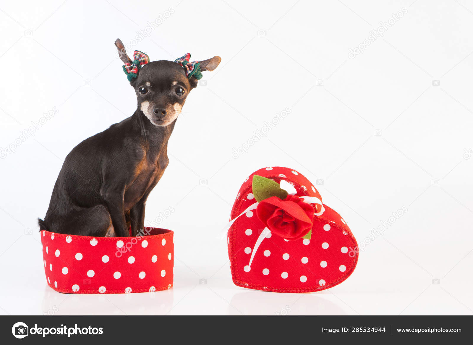 Photos De Petit Chien Joyeux Anniversaire Images De Petit Chien Joyeux Anniversaire Depositphotos Photos De Petit Chien Joyeux Anniversaire Images De Petit Chien Joyeux Anniversaire Depositphotos