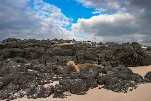 Galapagos. Ecuador. Navy seal on the beach of the Pacific ocean. Marine seal lies among the stones. Beach of the Galapagos Islands. Pacific ocean. Animals Of Ecuador. Fauna Of South America.