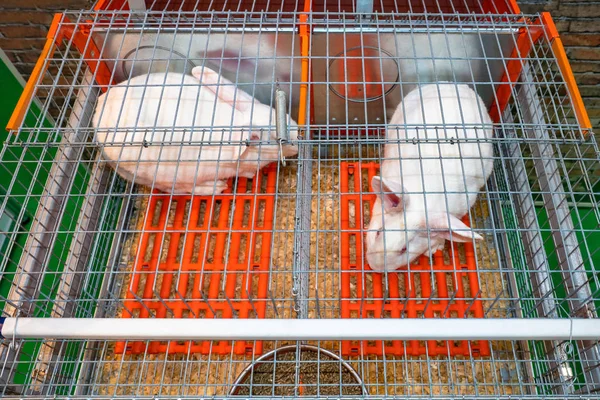 The concept of breeding rabbits. Two white rabbits in a cage. Growing rabbits for sale. Domestic rabbit. Pets. Breeding whites bunny. Cage with animals close-up. Pet Shop. Selling pets. Vet clinic