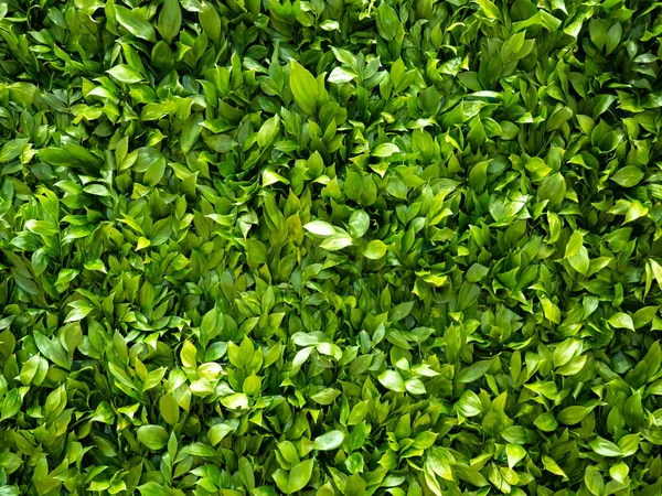 Background of leaves. Green background. The concept is environmental protection. Background from plants. Leaves of trees. Vegetable world. Ecology. Growing plants. Nature. Environmental friendliness.