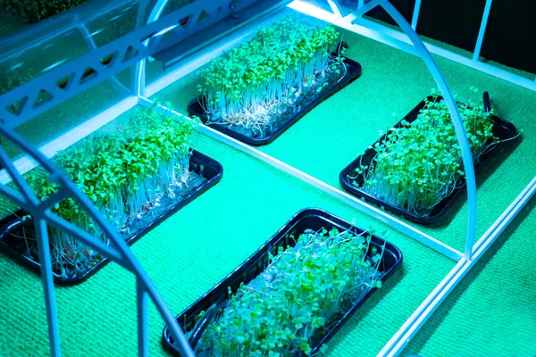 Laboratory for growing plants in artificial conditions. Hydroponics. Experiments on growing plants in different conditions. Artificial lighting in crop production. Experimental setup.